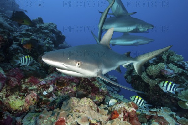 Small group of Grey reef sharks (Carcharhinus amblyrhynchos) swimming for prey through tropical