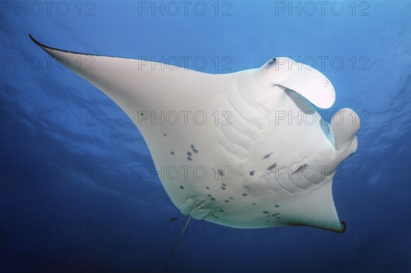 Backlit photograph of giant ray (Manta birostris) plankton eater swimming through open sea blue