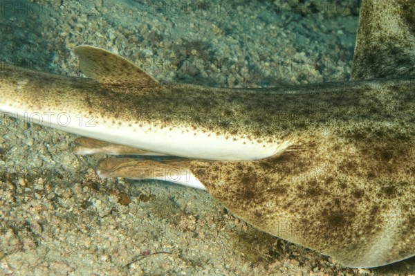 Close-up of sexual characteristics clasper under body tail base of male specimen of angel shark
