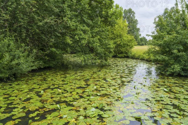 Water lilies (Nuphar lutea) on the river Ems, trees on the bank, Rheda-Wiedenbrück, Westphalia,