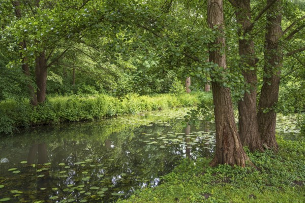 Water lilies (Nuphar lutea) on the river Ems, trees on the bank, Rheda-Wiedenbrück, Westphalia,