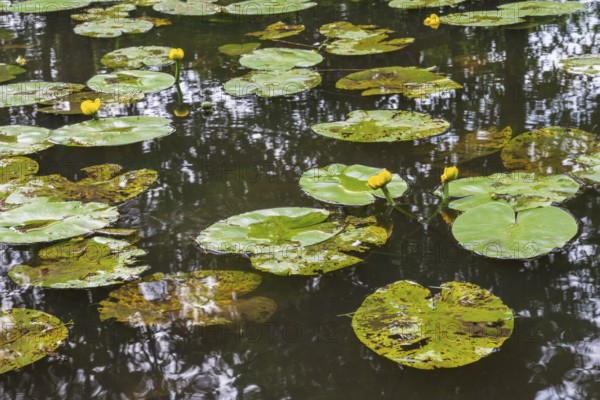 Blooming water lily (Nuphar lutea) on the river Ems, Rheda-Wiedenbrück, Westphalia, North