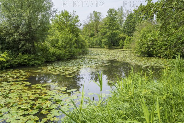Water lilies (Nuphar lutea) on the river Ems, trees on the bank, Rheda-Wiedenbrück, Westphalia,