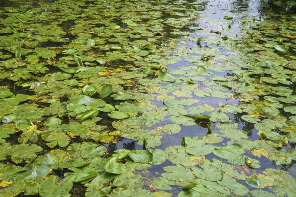 Water lilies (Nuphar lutea) on the River Ems, Rheda-Wiedenbrück, Westphalia, North
