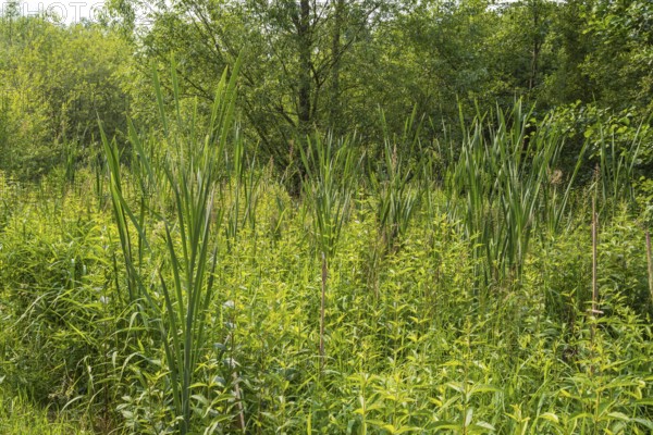 Reed grass, Erlenbruchwald nature reserve, Rheda-Wiedenbrück, Westphalia, North Rhine-Westphalia,