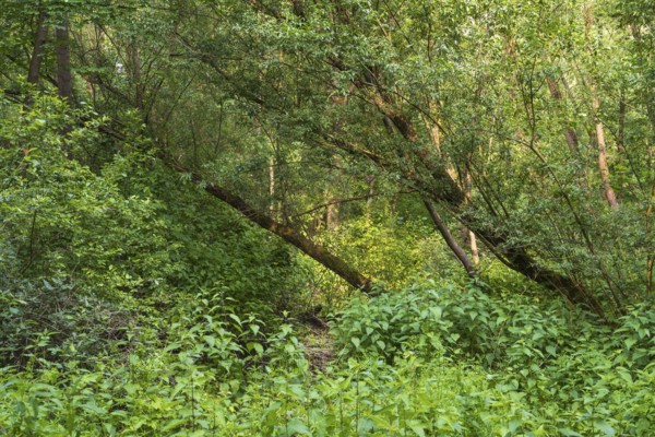 Trees and plants in the Erlenbruchwald nature reserve, Rheda-Wiedenbrück, Westphalia, North