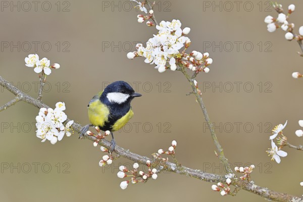 Great tit (Parus major), sitting on a blossoming branch of a cherry tree, spring, wildlife,