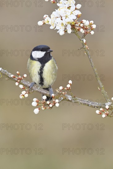 Great tit (Parus major), sitting on a blossoming branch of a cherry tree, spring, wildlife,