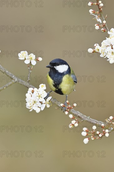 Great tit (Parus major), sitting on a blossoming branch of a cherry tree, spring, wildlife,