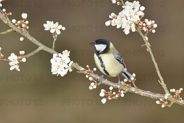 Great tit (Parus major), sitting on a blossoming branch of a cherry tree, spring, wildlife,