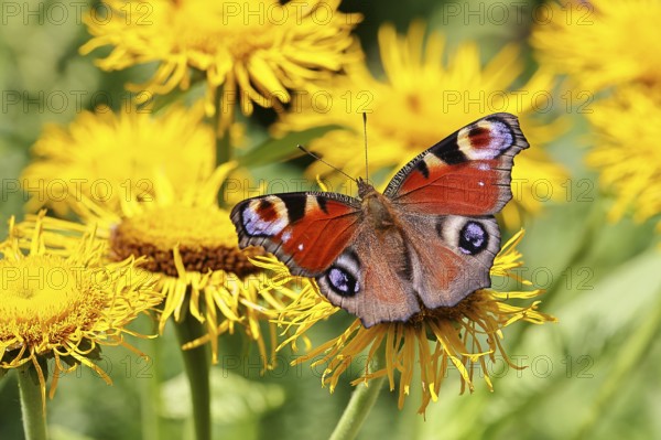 Peacock butterfly (Aglais io), on a yellow flower of a Great Telekie (Telekia speciosa), Wilnsdorf,