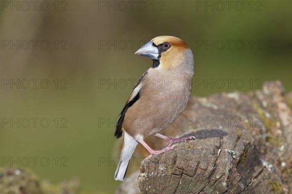 Hawfinch (Coccothraustes coccothraustes), male, sitting on dead wood, wildlife, colourful plumage,