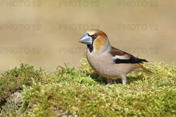 Hawfinch (Coccothraustes coccothraustes), male, sitting on a moss-covered tree stump, wildlife,