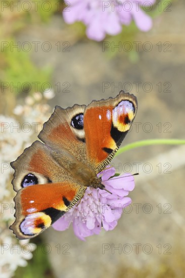 Peacock butterfly (Inachis io) sucking nectar on scabiosa, in a natural environment in the wild,