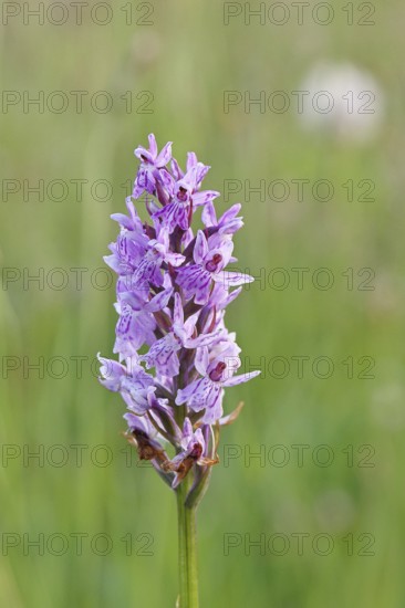 Moorland spotted orchid (Dactylorhiza maculata), inflorescence, close-up, Wilnsdorf, North