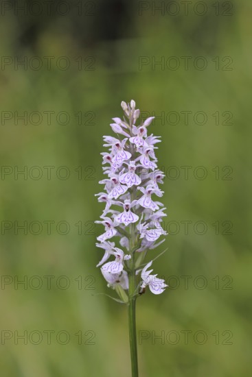 Moorland spotted orchid (Dactylorhiza maculata), inflorescence, close-up, Wilnsdorf, North