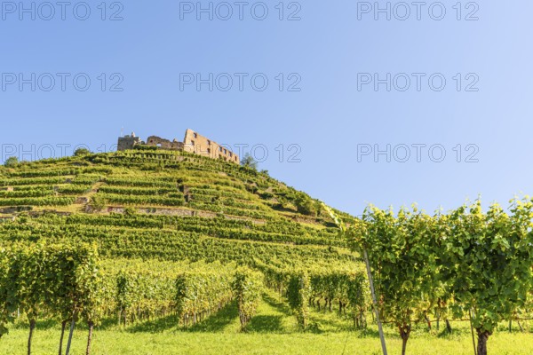 The ruins of Staufen Castle tower over the vineyard terraces, Staufen im Breisgau,