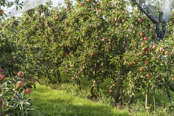 Apple orchard with ripe, red apples (Malus domestica), protected by a hail net, Canton Thurgau,
