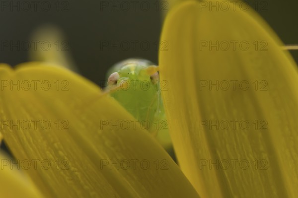 Oak bush cricket (Meconema thalassinum) adult insect on a garden yellow flower in summer, England,