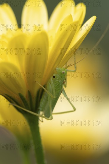 Oak bush cricket (Meconema thalassinum) adult insect on a garden yellow flower in summer, England,