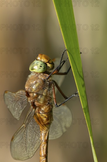 Norfolk hawker dragonfly (Aeshna isoceles) adult insect resting on a reed plant stem in summer,