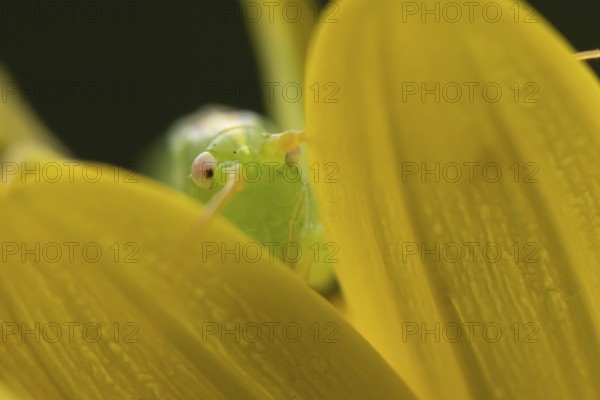 Oak bush cricket (Meconema thalassinum) adult insect on a garden yellow flower in summer, England,