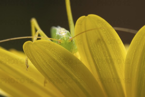 Oak bush cricket (Meconema thalassinum) adult insect on a garden yellow flower in summer, England,
