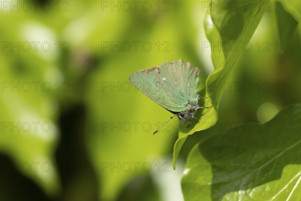 Green hairstreak butterfly (Callophrys rubi) adult insect resting on an ivy tree leaf in summer,