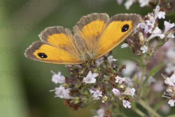 Gatekeeper butterfly (Pyronia tithonus) adult insect feeding on garden wild marjoram or oregano