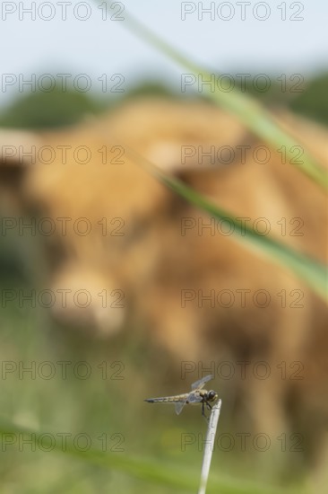 Four-spotted chaser dragonfly (Libellula quadrimaculata) resting on a reed stalk being watched by a
