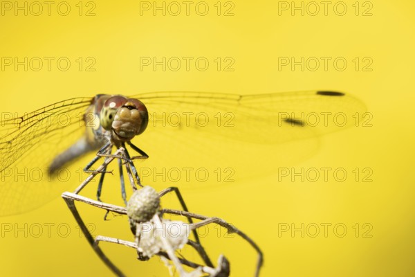 Common darter dragonfly (Sympetrum striolatum) adult insect resting on a plant seed head in summer,