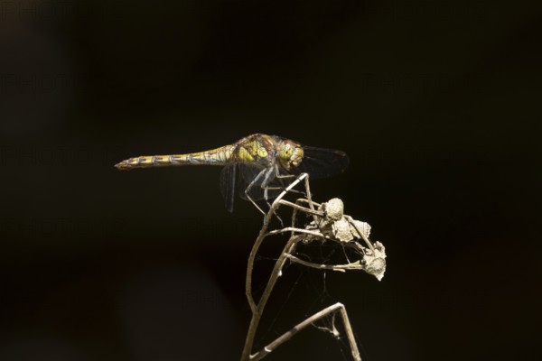 Common darter dragonfly (Sympetrum striolatum) adult insect resting on a plant seed head in summer,