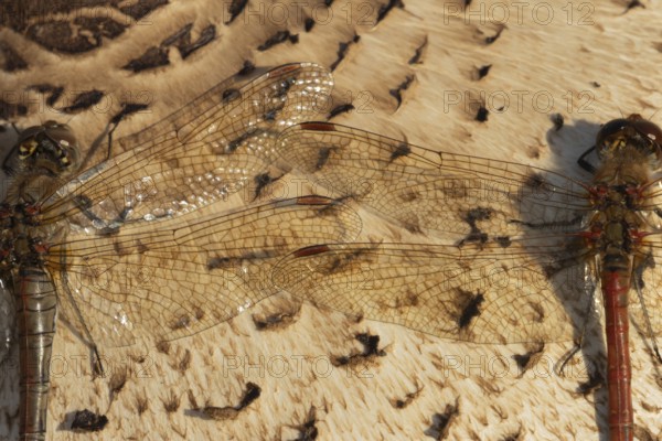 Common darter dragonfly (Sympetrum striolatum) two adult insects resting on a Parasol mushroom in