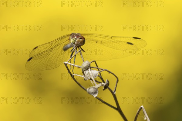 Common darter dragonfly (Sympetrum striolatum) adult insect resting on a plant seed head in summer,