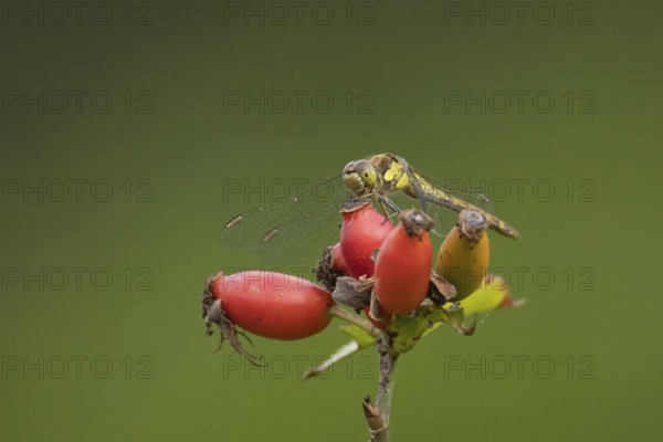 Common darter dragonfly (Sympetrum striolatum) adult insect resting on rosehips, England, United