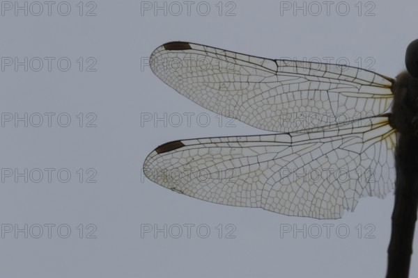 Common darter dragonfly (Sympetrum striolatum) adult insect close up of one pair of wings, England,