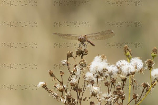 Common darter dragonfly (Sympetrum striolatum) adult insect resting on plant seedheads in summer,