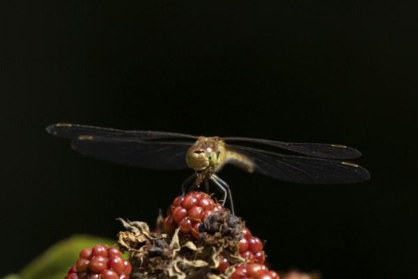 Common darter dragonfly (Sympetrum striolatum) adult feeding on a small insect while resting on