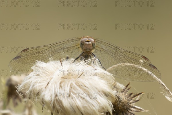 Common darter dragonfly (Sympetrum striolatum) adult insect resting on plant seedheads in summer,