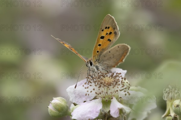 Small copper butterfly (Lycaena phlaeas) adult insect feeding on bramble flowers in summer,