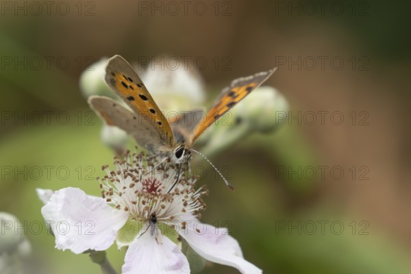 Small copper butterfly (Lycaena phlaeas) adult insect feeding on bramble flowers in summer,