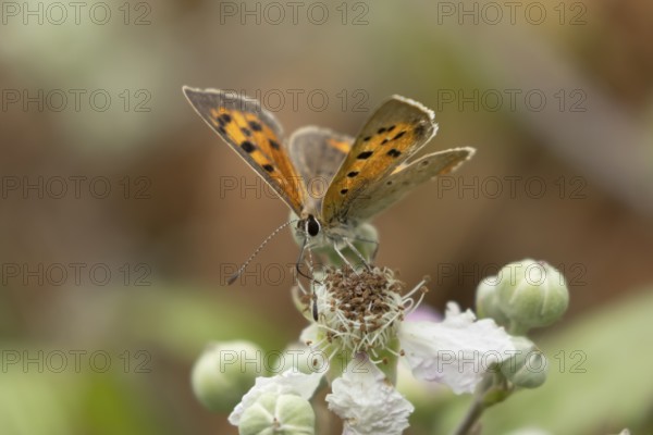 Small copper butterfly (Lycaena phlaeas) adult insect feeding on bramble flowers in summer,