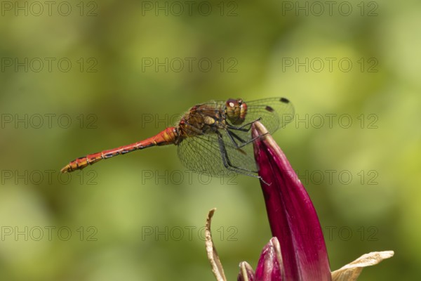 Ruddy darter dragonfly (Sympetrum sanguineum) adult insect resting on a garden lily flower in