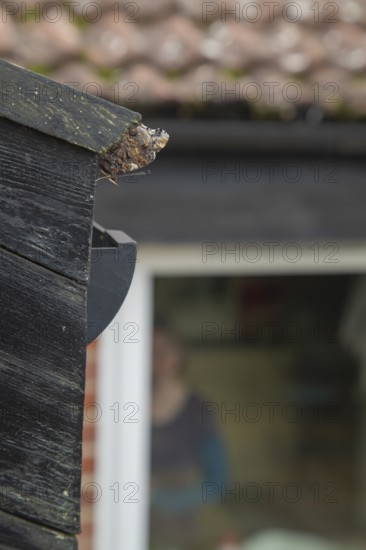 Red admiral butterfly (Vanessa atalanta) adult resting on a house roof prior to hibernating,