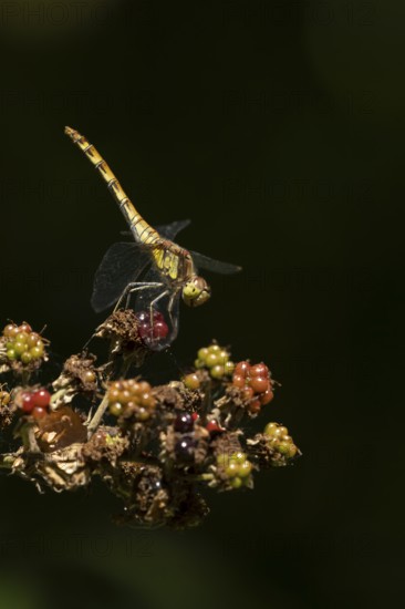 Common darter dragonfly (Sympetrum striolatum) adult insect resting on blackberries fruit in