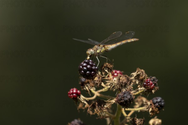 Common darter dragonfly (Sympetrum striolatum) adult feeding on a small insect while resting on