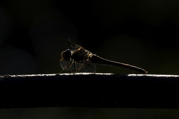 Common darter dragonfly (Sympetrum striolatum) adult insect resting on wood backlit in summer,