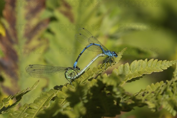 Common blue damselfly (Enallagma cyathigerum) two adult damselflies mating on a plant leaf in