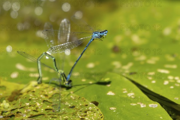 Common blue damselfly (Enallagma cyathigerum) two adult damselflies mating on a water lily leaf on