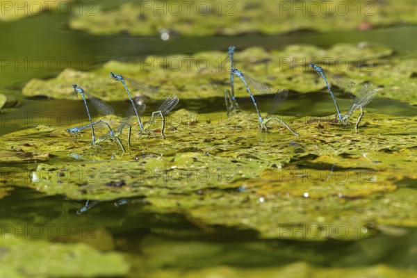 Common blue damselfly (Enallagma cyathigerum) six adult pairs of damselflies mating on a water lily